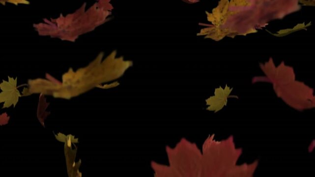 Animation of maples leaves falling against black background with copy space