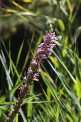 wild plant  Purple loosestrife - Lythrum Salicaria close up