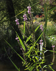 wild plant  Purple loosestrife - Lythrum Salicaria close up