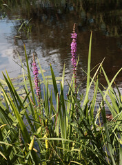 wild plant  Purple loosestrife - Lythrum Salicaria close up