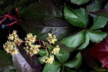 wild climbing plant Parthenocissus quinquefolia, 