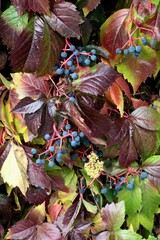 wild climbing plant Parthenocissus quinquefolia, 