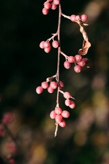 red berries of Elaegnus umbrellata tree at autumn
