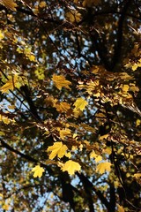 Fototapeta premium colorful foliage of trees in park