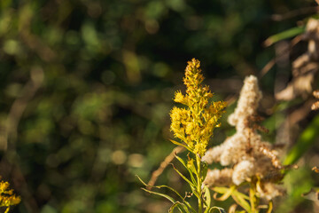 冬の森　セイタカアワダチソウの花のクローズアップ03