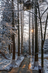 Sunrise after snowfall at Lu Hua Dao Park, Moganshan Scenic Area, Deqing County, Huzhou City, Zhejiang Province, China.