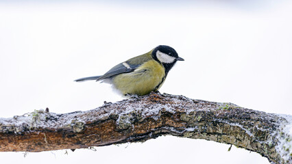 great tit on a branch © Svetoslav Radkov