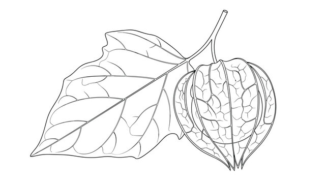 Detailed black and white line art illustration of a physalis plant showing a single husk fruit attached to a stem with a large textured leaf.