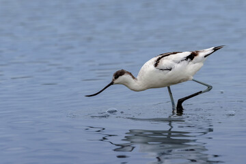 Pied avocet (Recurvirostra avosetta) searching for food in a lagoon in the Camargue, France.
