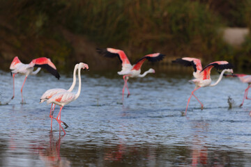 Greater flamingos (Phoenicopterus roseus) taking off from a lagoon in the Camargue, France.