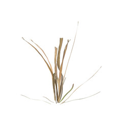Fototapeta premium Dry grass plants 3d illustration on transparent background