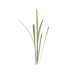 Obraz premium Dry grass plants 3d illustration on transparent background