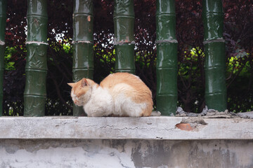 Sleeping cat next to a bamboo fence © Alexander