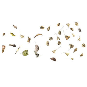 Multiple dead leaves 3d illustration on transparent background, top view