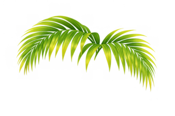 Palm leaves vector illustration creating a tropical summer background or border, green exotic fronds transparent element