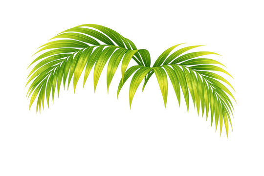 Palm leaves vector illustration creating a tropical summer background or border, green exotic fronds transparent element