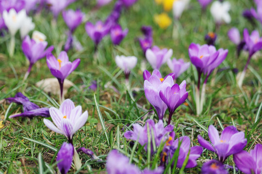 Lilac crocuses blossoming in spring season	