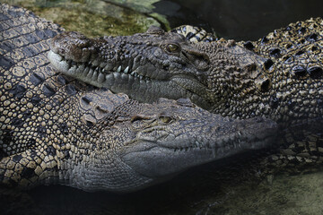 Obraz premium Close up of a pair of estuarine crocodile (Saltwater crocodile) (Crocodylus porosus) heads overlapping