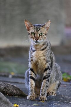 Tabby Stray Cat Resting on the Ground in a Park