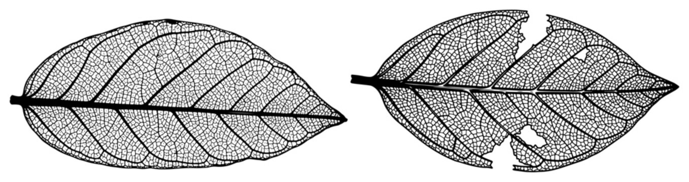 Detailed botanical illustration of two skeleton leaves showing intricate veins and texture