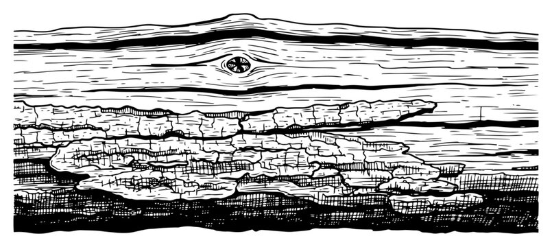 Detailed hand drawn wood texture with tree bark and natural grain pattern