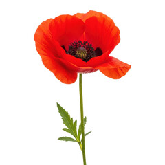Obraz premium Vibrant Red Poppy Flower Isolated Black Background