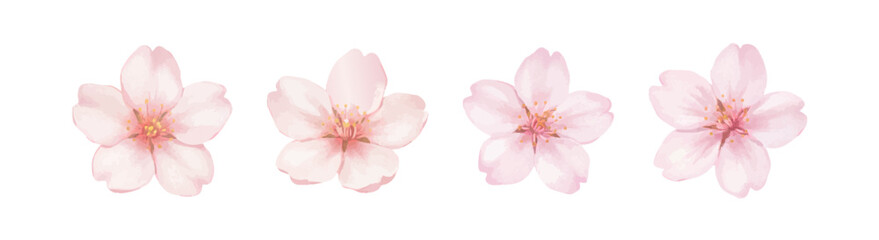 Spring_Sale考え中_Cherry Blossom Flower Illustration Set of Four with Transparent Background