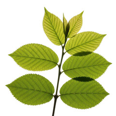 Obraz premium Green Leaves Backlit Black Background Isolated