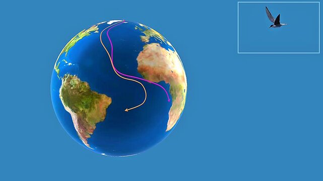 Arctic tern migration