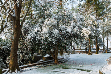 Snow-covered Mountain Tea Flowers in Moganshan Scenic Area, Deqing County, Huzhou City, Zhejiang Province, China.