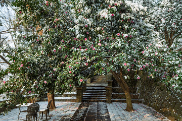 Snow-covered Mountain Tea Flowers in Moganshan Scenic Area, Deqing County, Huzhou City, Zhejiang Province, China.