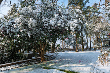 Snow-covered Mountain Tea Flowers in Moganshan Scenic Area, Deqing County, Huzhou City, Zhejiang Province, China.