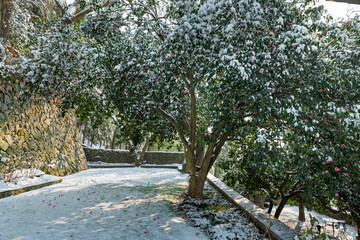 Snow-covered Mountain Tea Flowers in Moganshan Scenic Area, Deqing County, Huzhou City, Zhejiang Province, China.