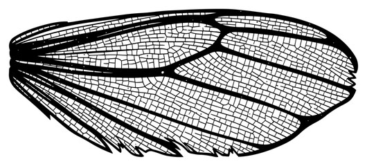 Detailed hand drawn insect wing texture in vintage engraving style © Anna