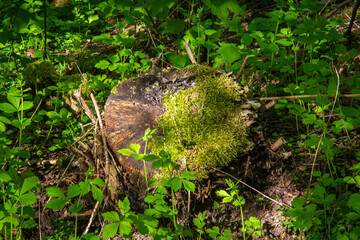 Obraz premium Moss-covered tree stump surrounded by fresh green forest vegetation in sunlight