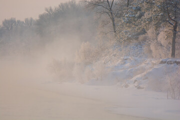 misty morning in the forest