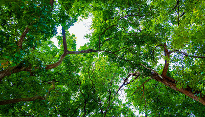 Looking up view of tree trunk to green leaves of tree in forest with sun light. Fresh environment...