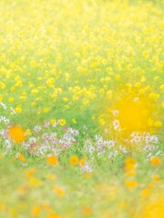 秋の公園や花壇を彩る色とりどりのコスモスのある風景。背景。自然風景素材。縦構図。コピースペース