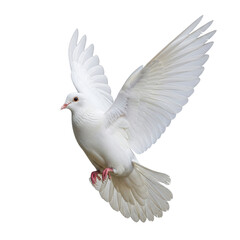 Fototapeta premium White Dove Flying Isolated Black Background