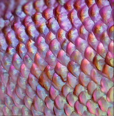 Close-up of sea bream scales, silver and pink iridescent texture, macro photography