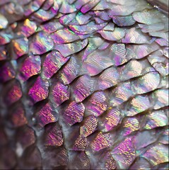 Close-up of sea bream scales, silver and pink iridescent texture, macro photography