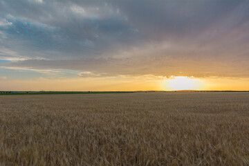 Obraz premium Wheat Field Bathed in Golden Sunrise