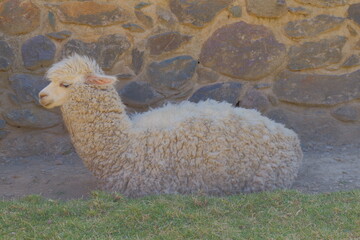 Obraz premium An alpaca lies near an ancient stone wall.