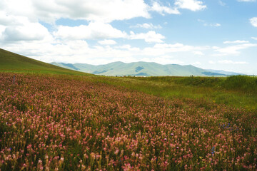 Fototapeta premium Stunning landscape of a vast pink wildflower field in the highlands with majestic mountains under a cloudy blue sky