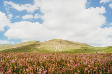 Stunning landscape of a vast pink wildflower field in the highlands with majestic mountains under a cloudy blue sky