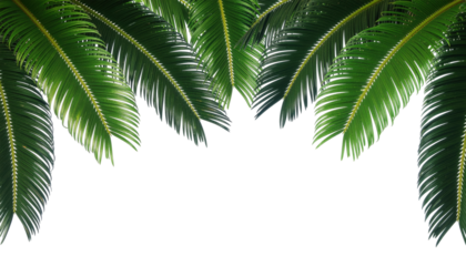 Lush Green Palm Leaves Creating Natural Background with Transparent Surrounding for Creative Use