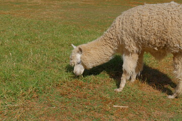 Obraz premium Light-colored alpacas graze in a meadow
