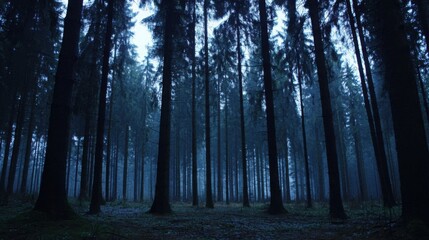 Dense Evergreen Forest Canopy Creates a Dark, Mysterious Atmosphere with Tall, Vertical Trees