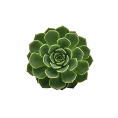 Green succulent isolated on Transparent Background