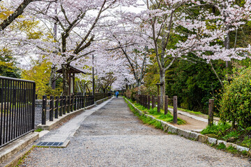 Kyoto Philosopher's Path - Cherry Blossom Scenery © スプやん